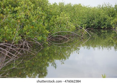 Mirrored Mangrove Plants In Caye Caulker, Belize