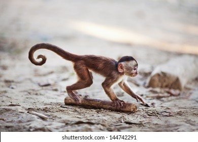 Misahualli, Ecuador. Baby Capuchin monkey in the town of Misahualli, the monkeys run free. - Powered by Shutterstock