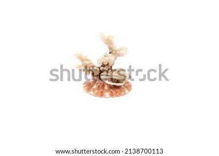 Misc sea shells caught from the beach. High quality photo