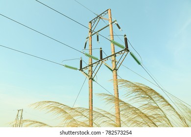 Miscanthus in front of the cable