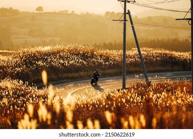 Miscanthus (Silvergrass) Is A Genus Of African, Eurasian, And Pacific Island Plants In The Grass Family.