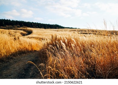 Miscanthus (Silvergrass) Is A Genus Of African, Eurasian, And Pacific Island Plants In The Grass Family.