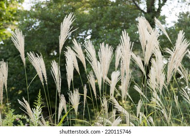 Miscanthus Sinensis