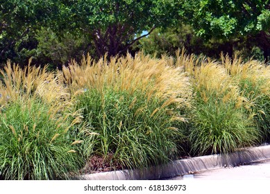 Miscanthus Sinensis