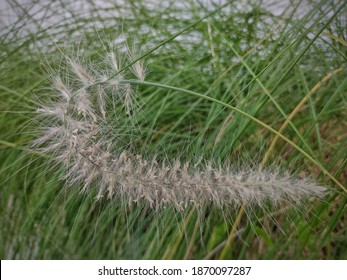 Miscanthus Sinensis The Maiden Silvergrass. Flower Of Grass.