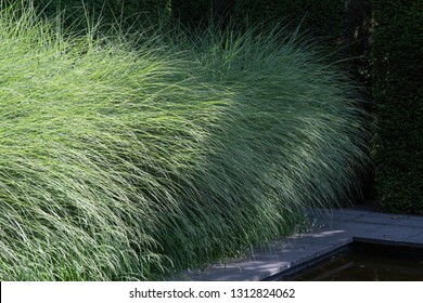 Miscanthus Sinensis Morning Light