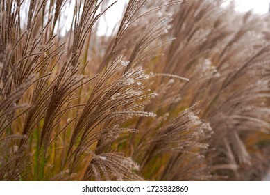 Miscanthus Sinensis Plant In Bloom