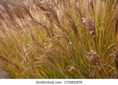 Miscanthus Sinensis Plant In Bloom