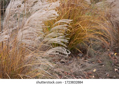 Miscanthus Sinensis Plant In Bloom