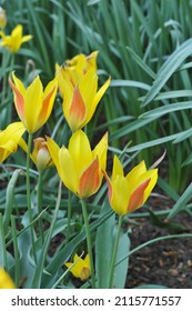 Miscellaneous Kolpakowsky's tulips (Tulipa kolpakowskiana) bloom in a garden in April - Shutterstock ID 2115771557