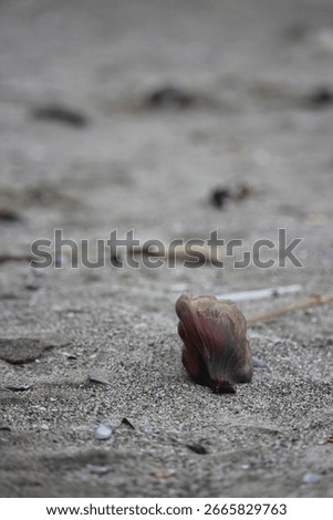 miscellaneous object at the beach