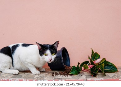 The Mischievous Cat Beside The Potted Plant Fell Down And Damaged.