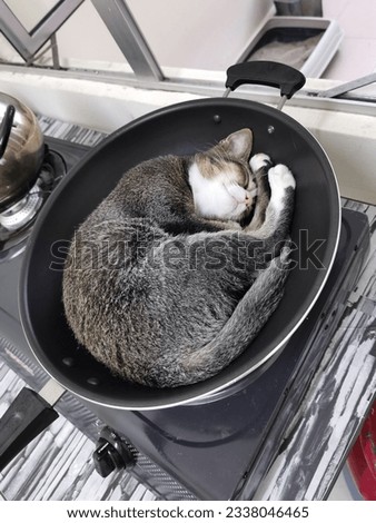 The mischievous cat lay in the pan, capturing a funny and unexpected pet moment that makes viewers smile.