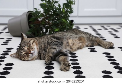 Mischievous Cat Near Overturned Houseplant On Carpet Indoors