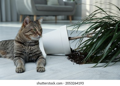 Mischievous Cat Near Overturned Houseplant On Floor Indoors