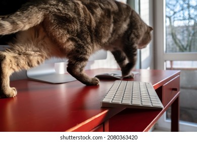 Mischievous cat runs across the desktop and may drop the keyboard, which lies dangerously on the edge of the desk. Careless attitude to the gadget. 