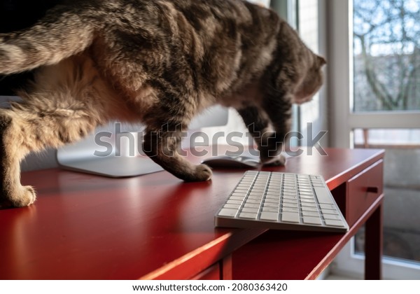 Mischievous cat runs across the desktop and may\
drop the keyboard, which lies dangerously on the edge of the desk.\
Careless attitude to the gadget.\
