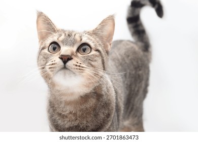 Mischievous cat staring at something on gray background. Cute kitty cat with curled tail and focused expression, hunting, smelling, or listening. 1 year old tabby cat. Slim build. Selective focus.