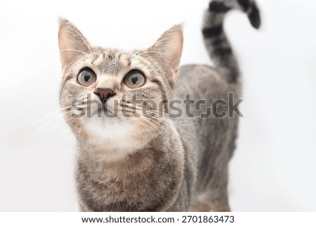 Mischievous cat staring at something on gray background. Cute kitty cat with curled tail and focused expression, hunting, smelling, or listening. 1 year old tabby cat. Slim build. Selective focus.