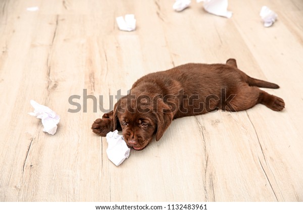 why do dogs rip paper