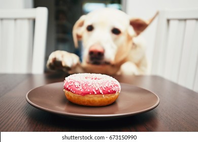 I spy with my little eye roblox id code donut the dog