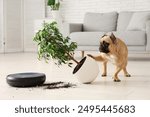 Mischievous french bulldog overturning houseplant near robot vacuum cleaner at home