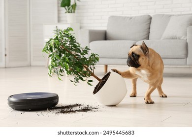 Mischievous french bulldog overturning houseplant near robot vacuum cleaner at home