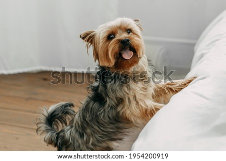A mischievous little Yorkshire terrier jumps onto the bed with his tongue out and looks at the camera. Domestic thoroughbred pet in the bedroom.