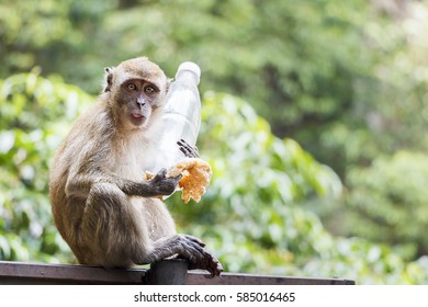 Mischievous Monkey Holding Stolen Items