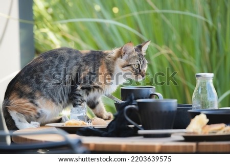 A mischievous and naughty tabby cat scavenges for food from leftover dishes on an outdoor breakfast table on the Greek island of Santorini, Greece.
