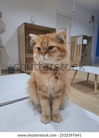 A mischievous orange cat is looking for...
