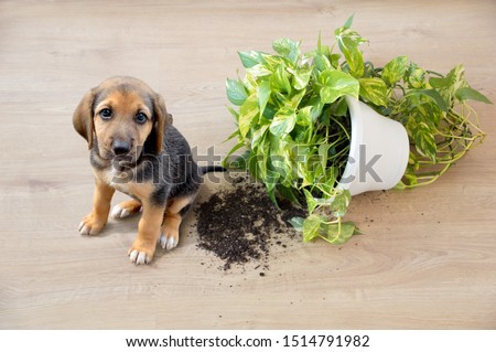 Mischievous toy dog and overthrown house plant indoors