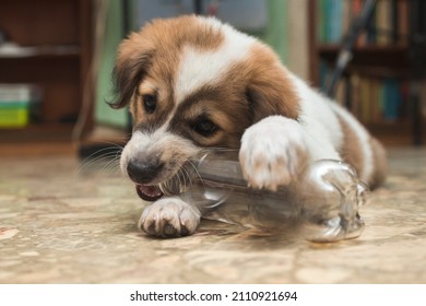 A mischievous two month old puppy gnaws at a plastic bottle while inside an office room.