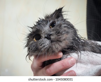Miserable wet cat after washing. Cat peeking out of the towel - Shutterstock ID 1045080031