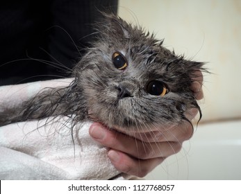 Miserable wet cat after washing. Cat peeking out of the towel - Shutterstock ID 1127768057
