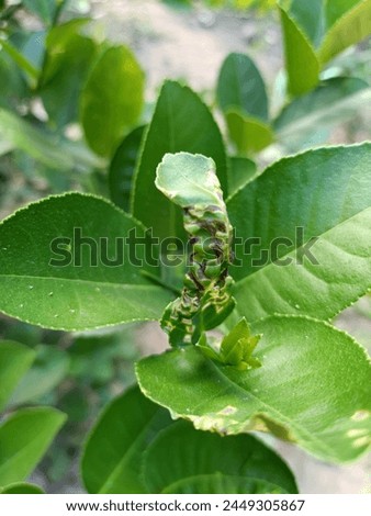 Mishaped lime leaves under hot sunny sun