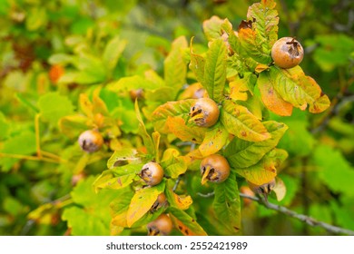 Mispel brown ripe fruit in garden. Medlar brown ripe fruits and green leaves grow on the tree. Mespilus germanica, Crataegus germanica, medlar, Mispel fruits. Close up photo. - Powered by Shutterstock