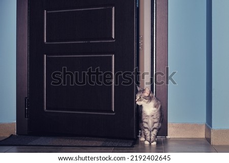 Missing of pets when the house door is not closed. Loss of a cat, runs into the entrance through the open door of the apartment