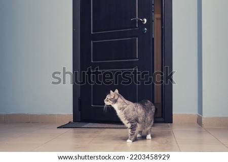 Missing of pets when the house door is not closed. Loss of a cat, runs into the entrance through the open door of the apartment