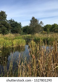 Mission Creek Wetland In The Fall