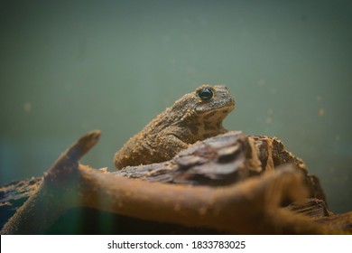 345 Dwarf Tree Frog Images, Stock Photos & Vectors | Shutterstock