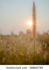 Mission Grass Sunset Landscape Background In Front Of Sun Source Light