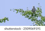 Missisippi kite perched atop a tree with bright green leaves.