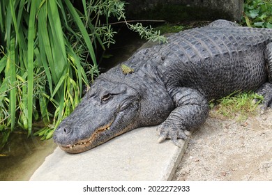 Mississippi alligator (or American alligator, common alligator) lying on the ground. 