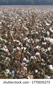 Mississippi Cotton Fields 