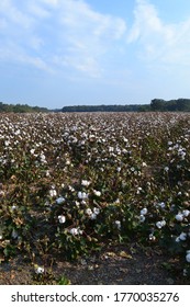 Mississippi Cotton Fields 