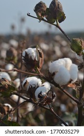 Mississippi Cotton Fields 