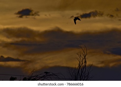 Mississippi Kite In Clouds And Sunset, Amarillo, Texas