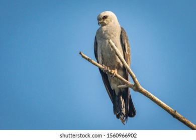 210 Mississippi Kite Bird Images, Stock Photos & Vectors | Shutterstock