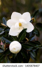 Mississippi Magnolia Blooms In May